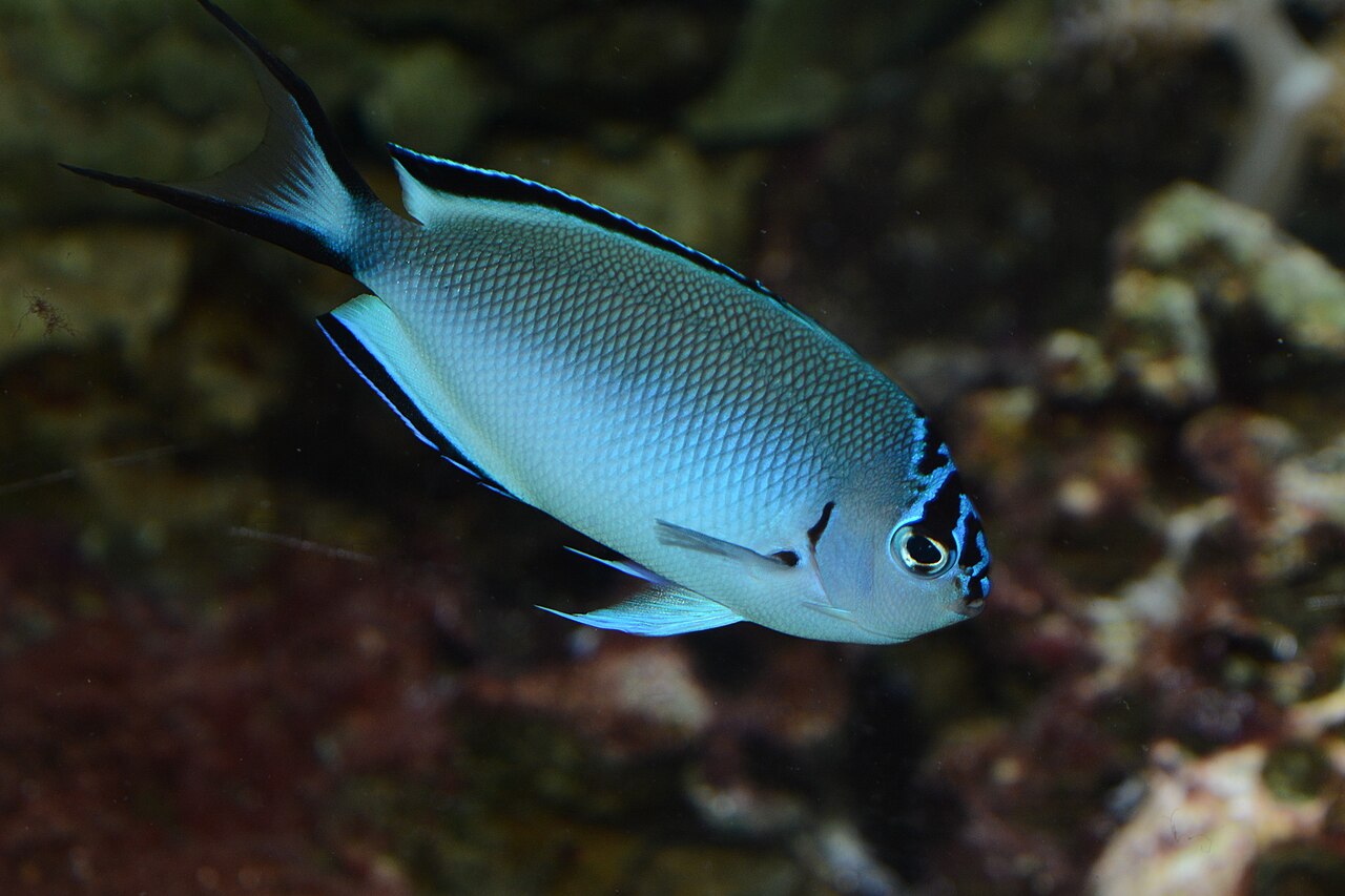 Genicanthus