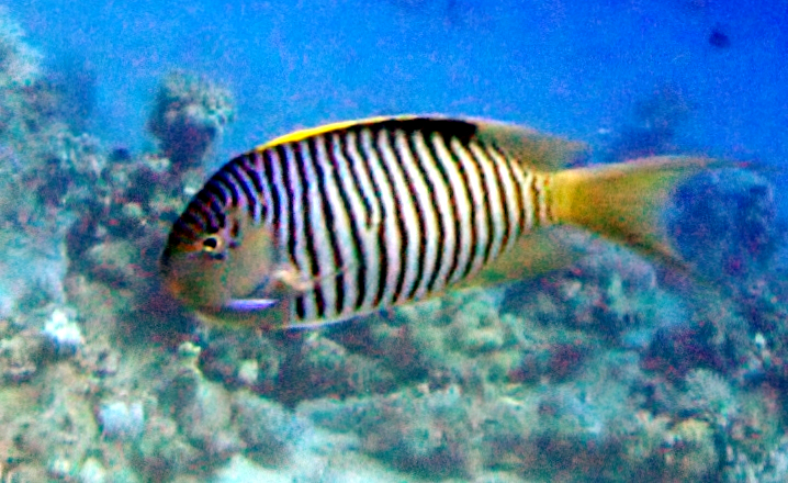 Genicanthus