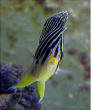 Paracentropyge multifasciata