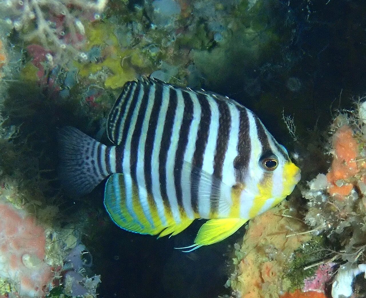 Paracentropyge multifasciata