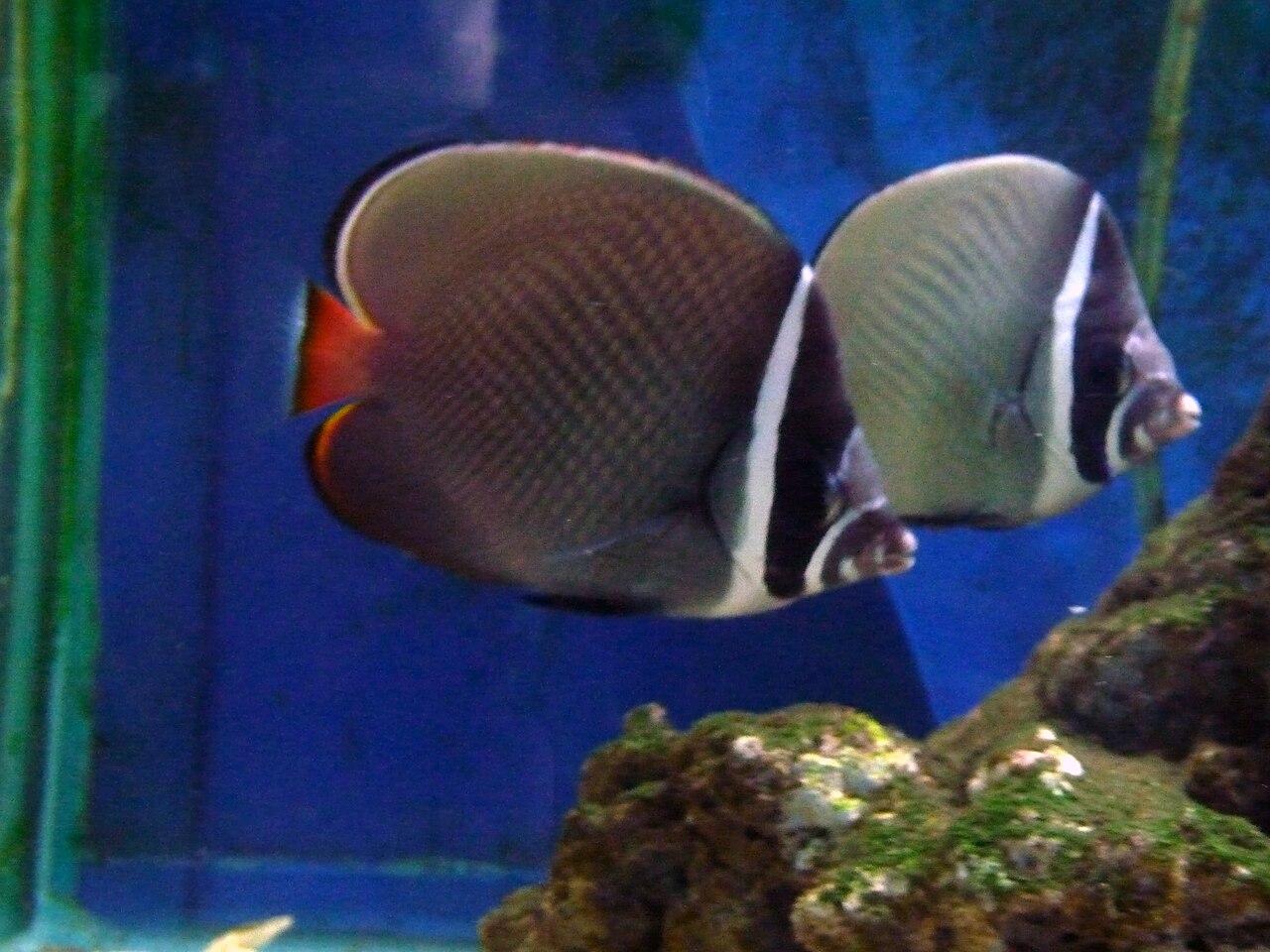 Pomacanthidae