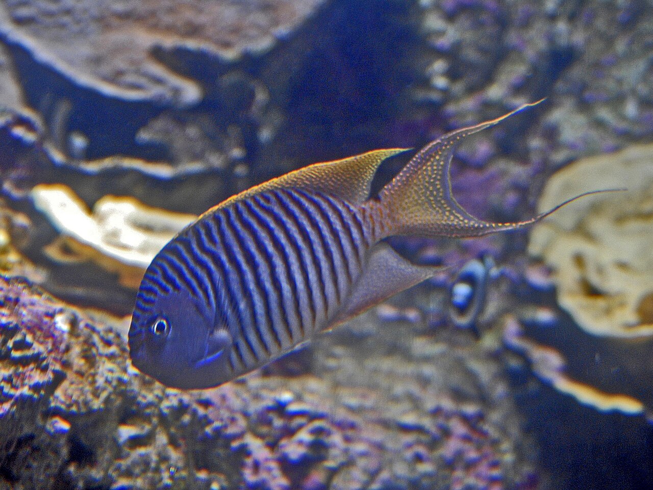 Pomacanthidae