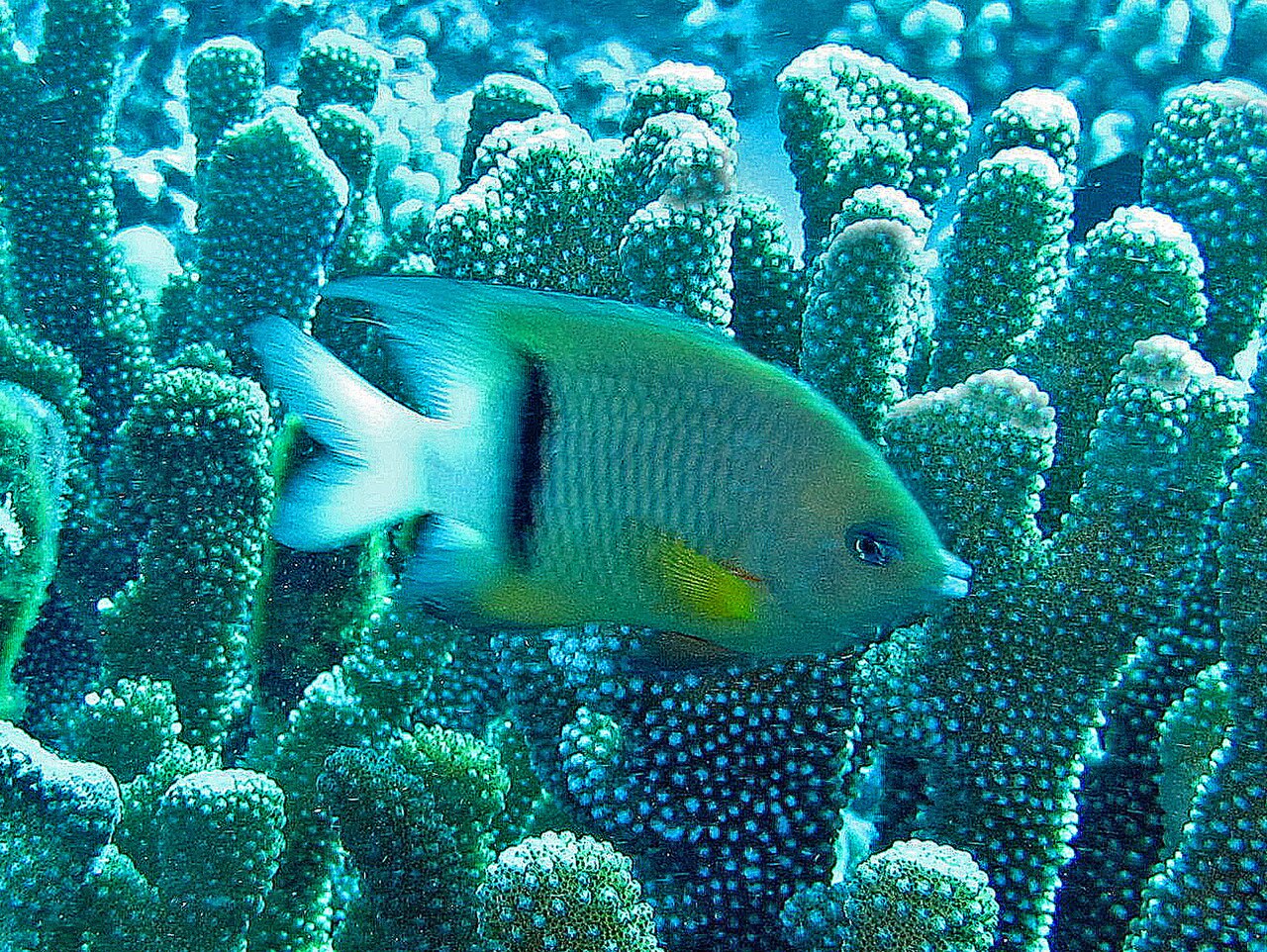 Pomacanthidae