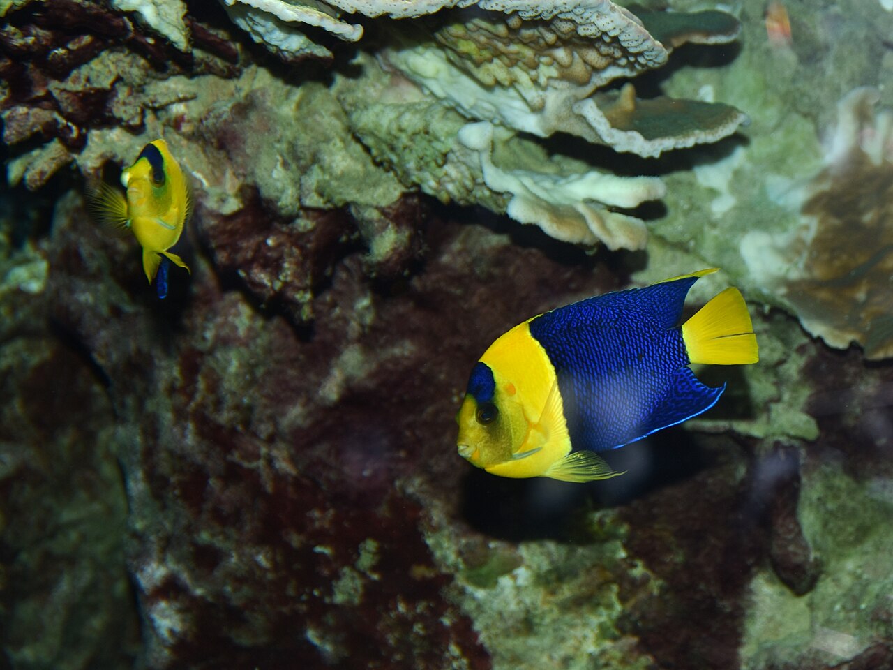 Pomacanthidae