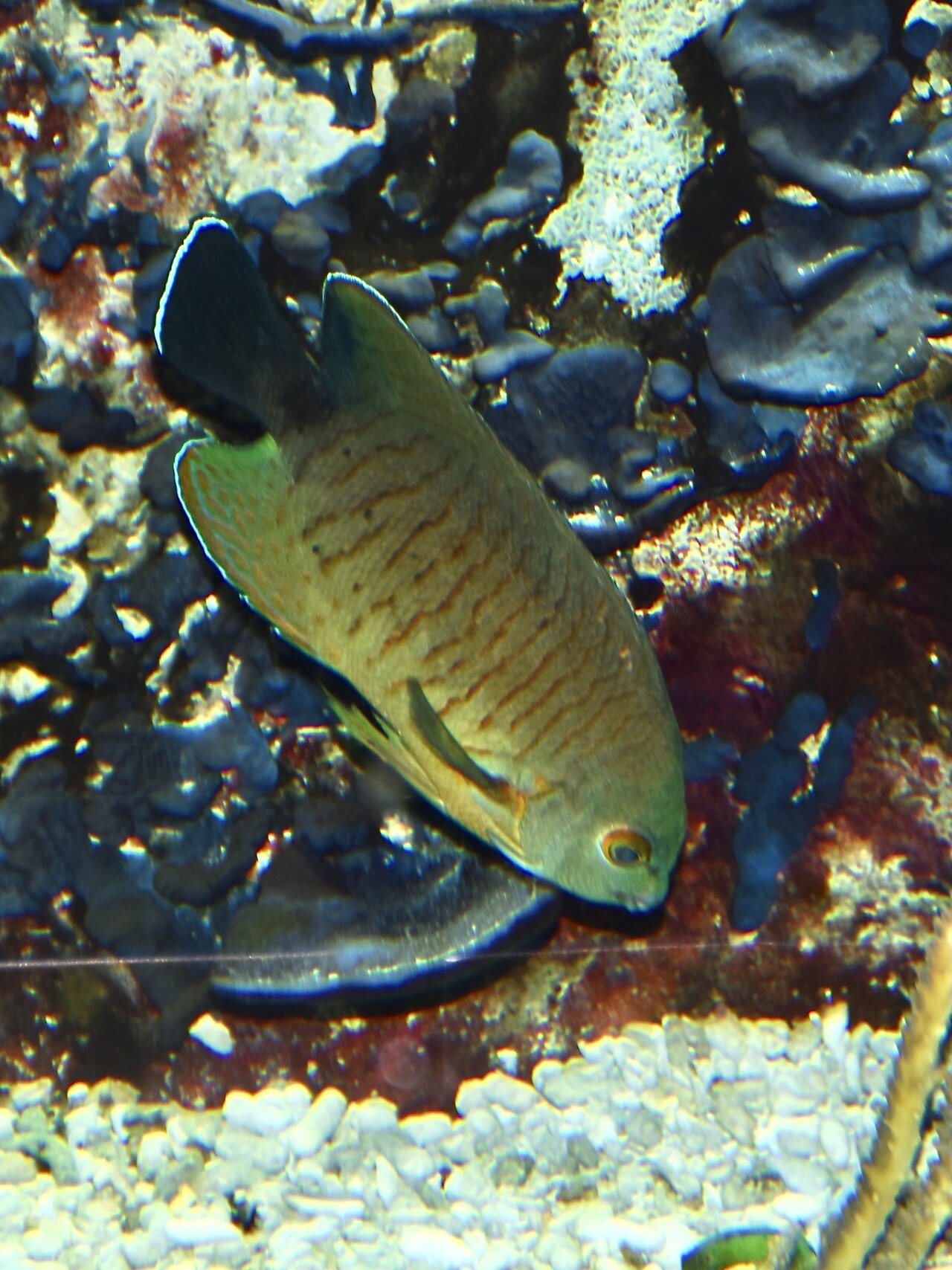 Pomacanthidae