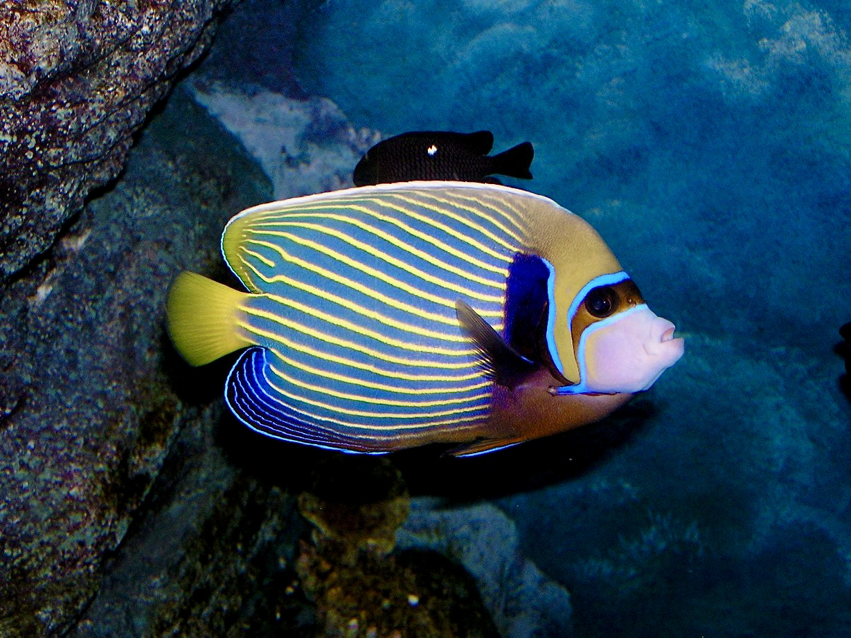 Pomacanthidae