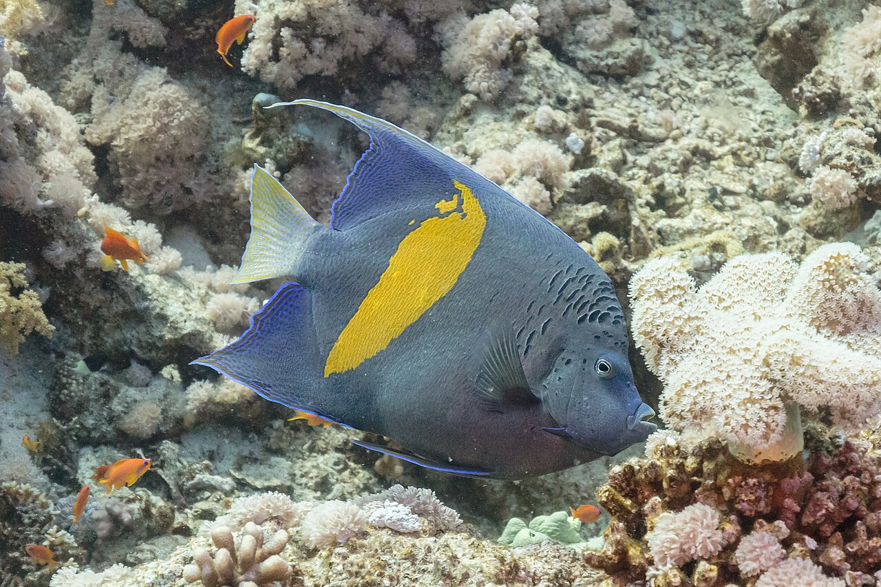 Pomacanthus