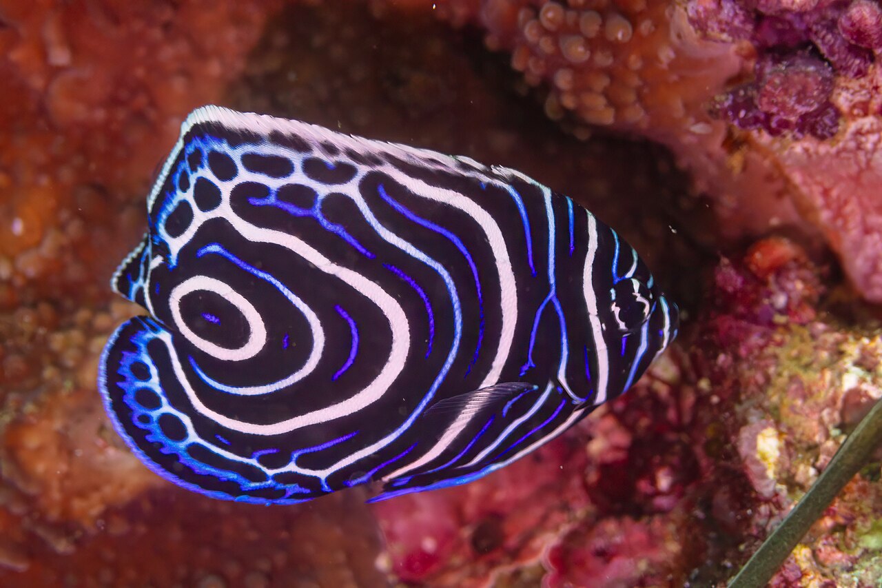 Pomacanthus