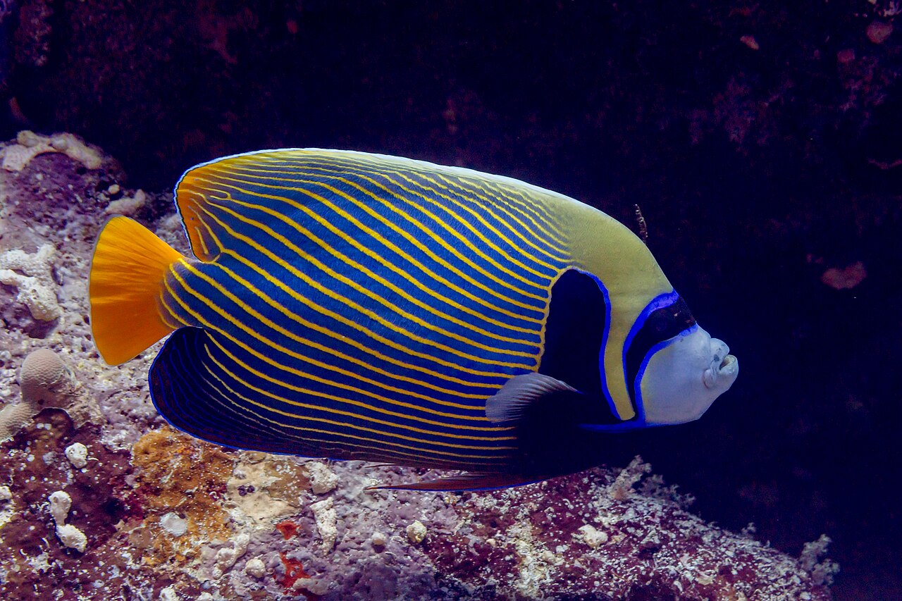 Pomacanthus