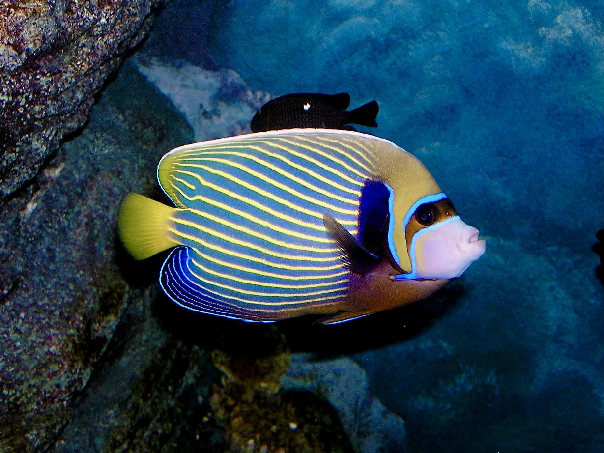 Pomacanthus
