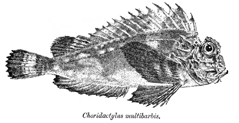 Choridactylus