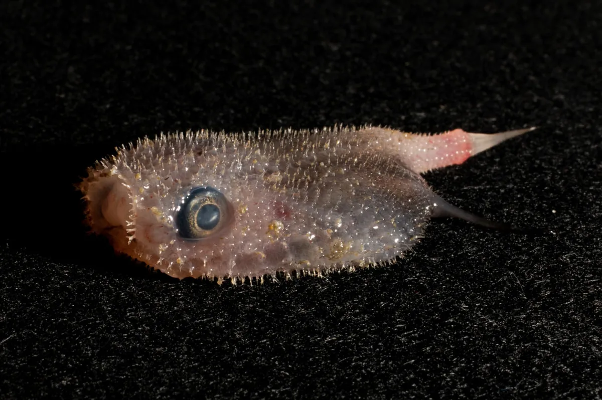 Halieutopsis