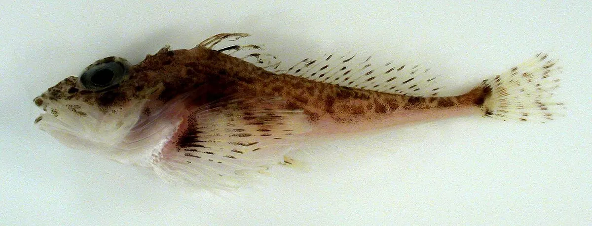 Icelus (fish)