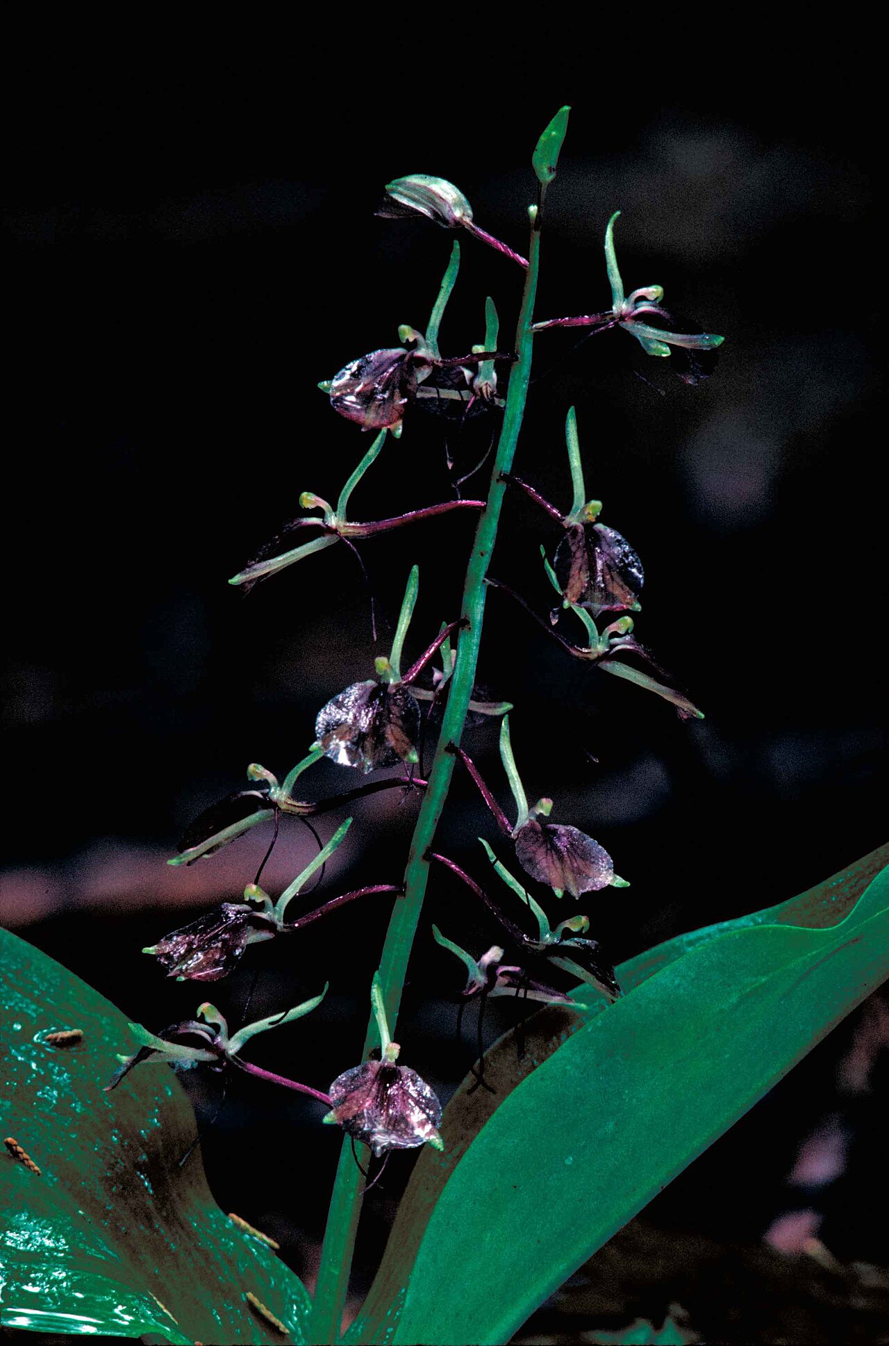 Delicate dark purplish brown lily leaved twayblade orchid blossoms liparis liliifolia