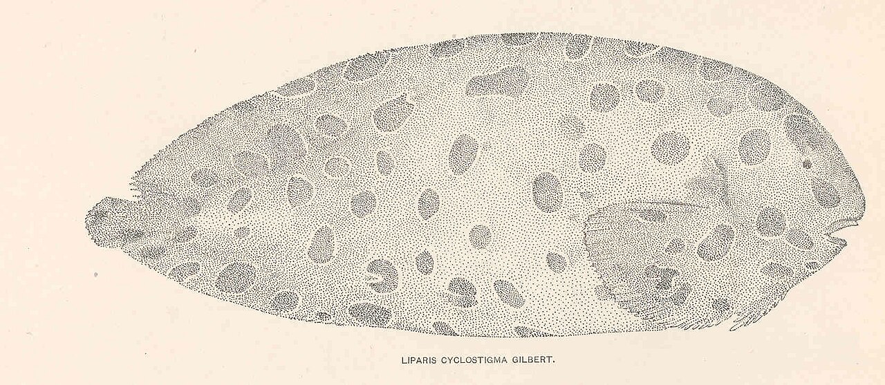 FMIB 39378 Liparis cyclostigma Gilbert