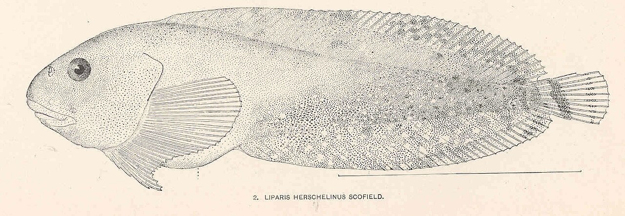 FMIB 39381 Liparis herschelinus Scofield
