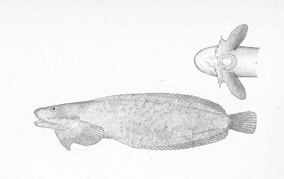 FMIB 47926 Liparis cyclopus