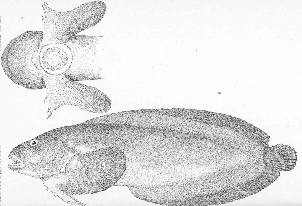 FMIB 47927 Liparis dennyi