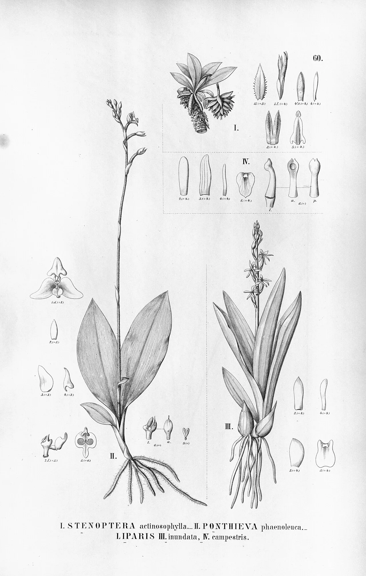 Liparis (fish)