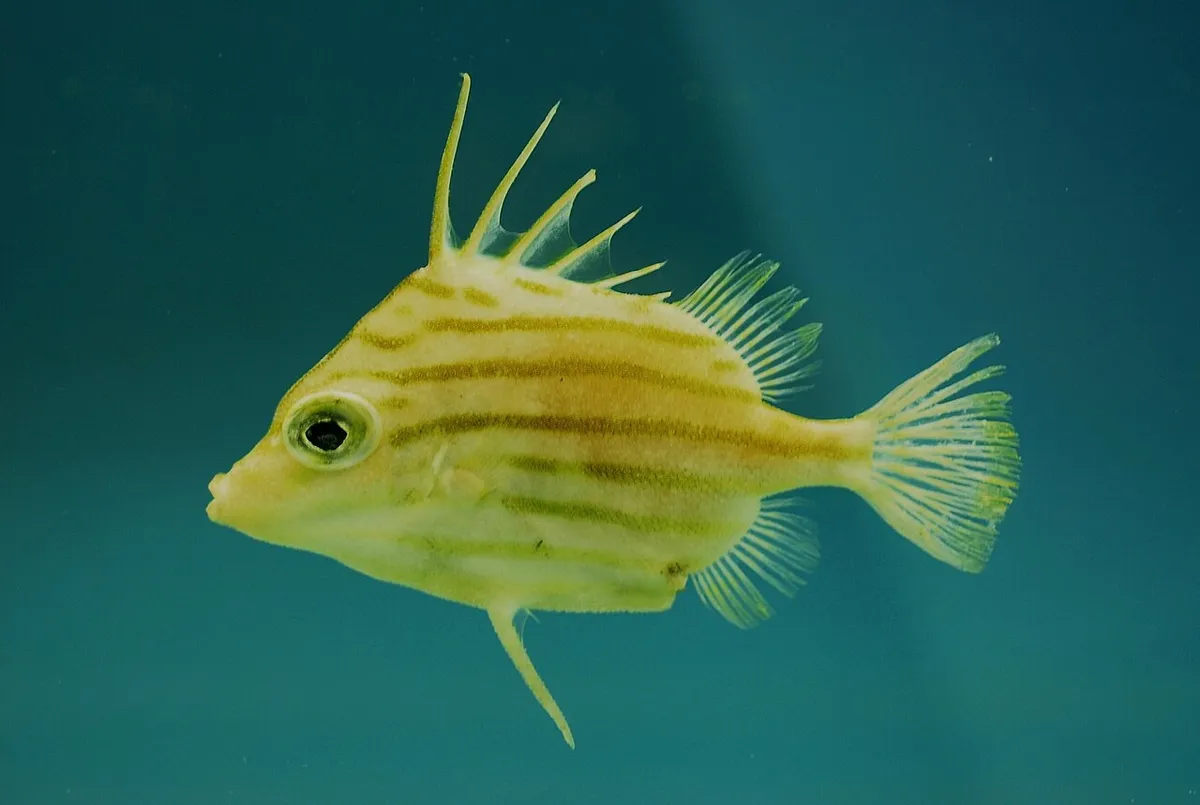 Parahollardia