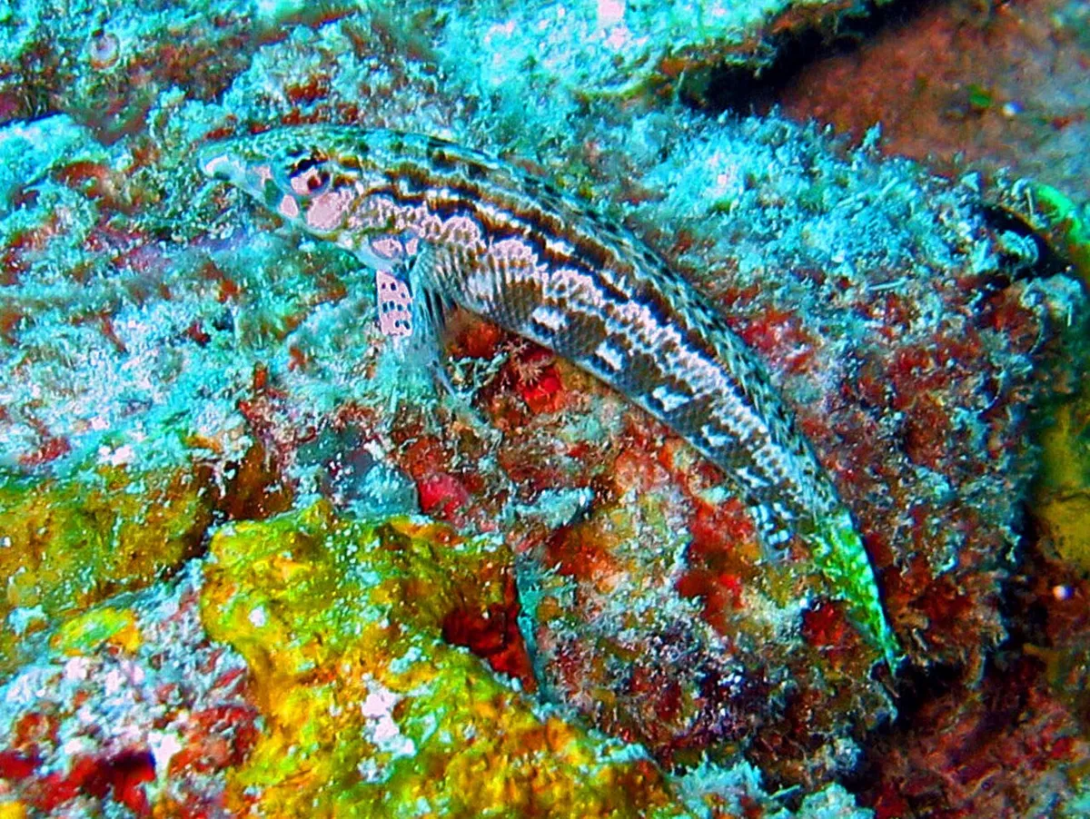 Parapercis