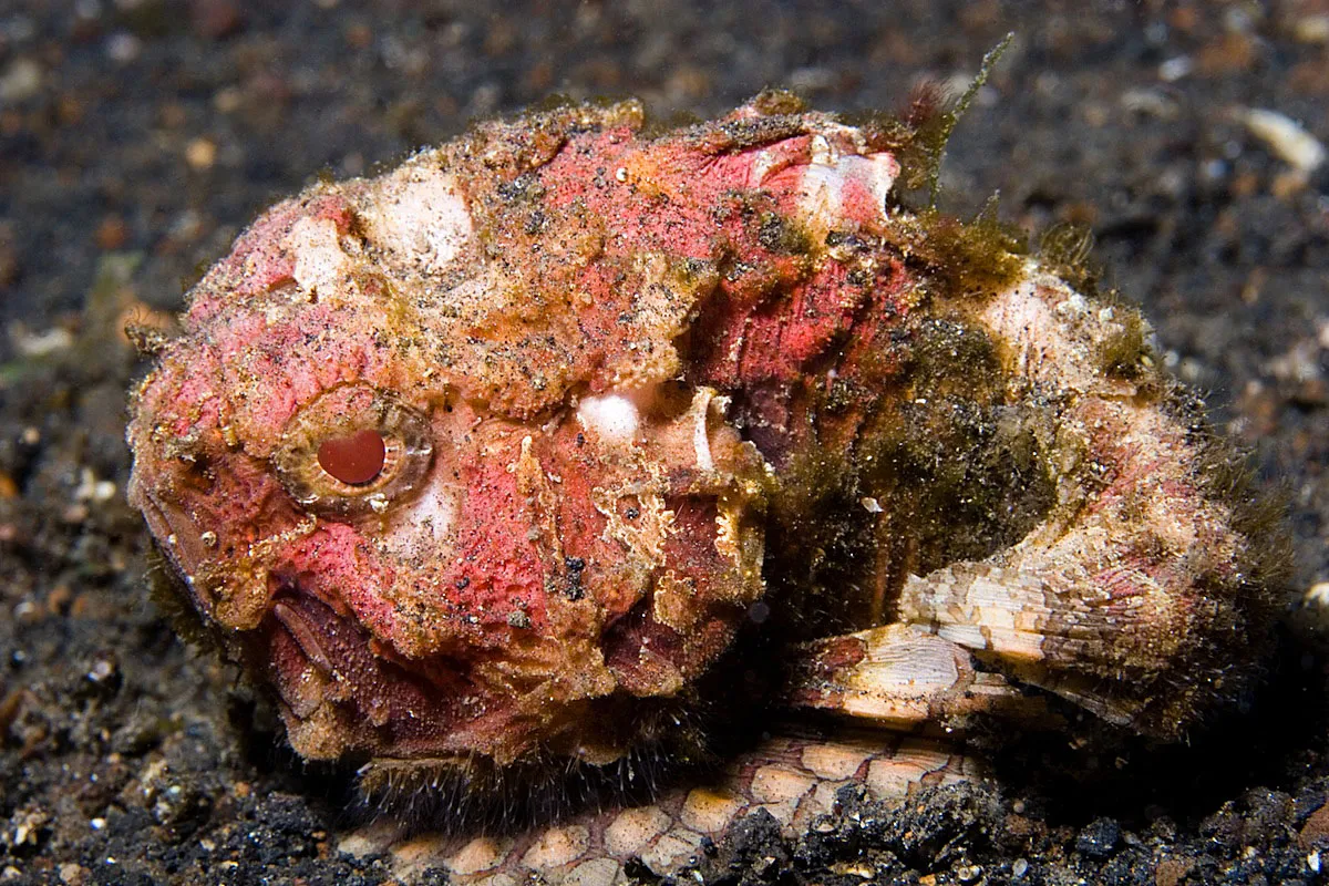 Pitted stonefish