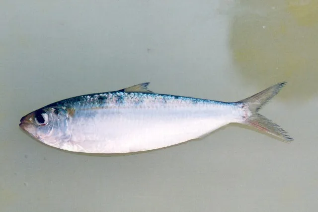 Sardinella