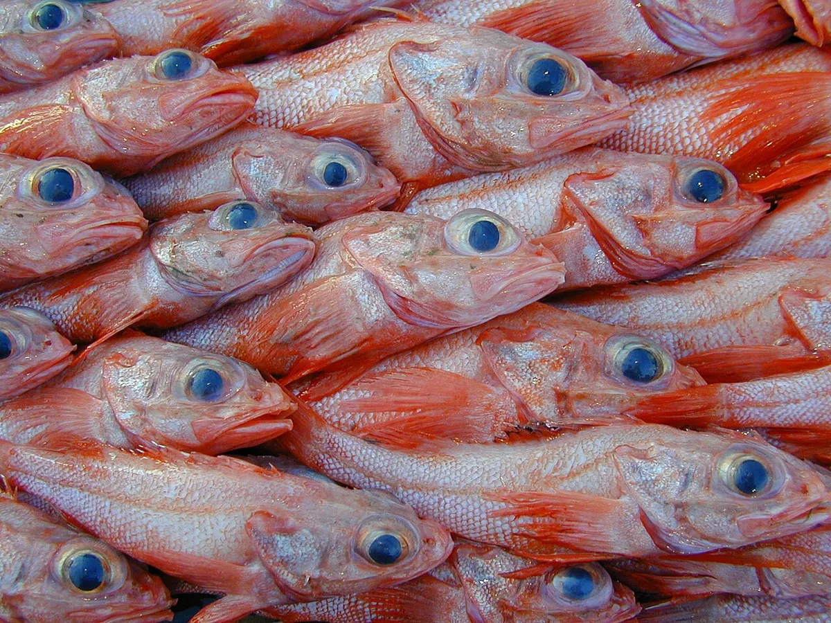 Sebastolobus