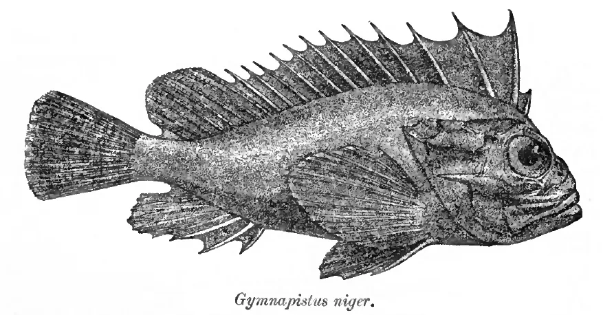 Tetraroge