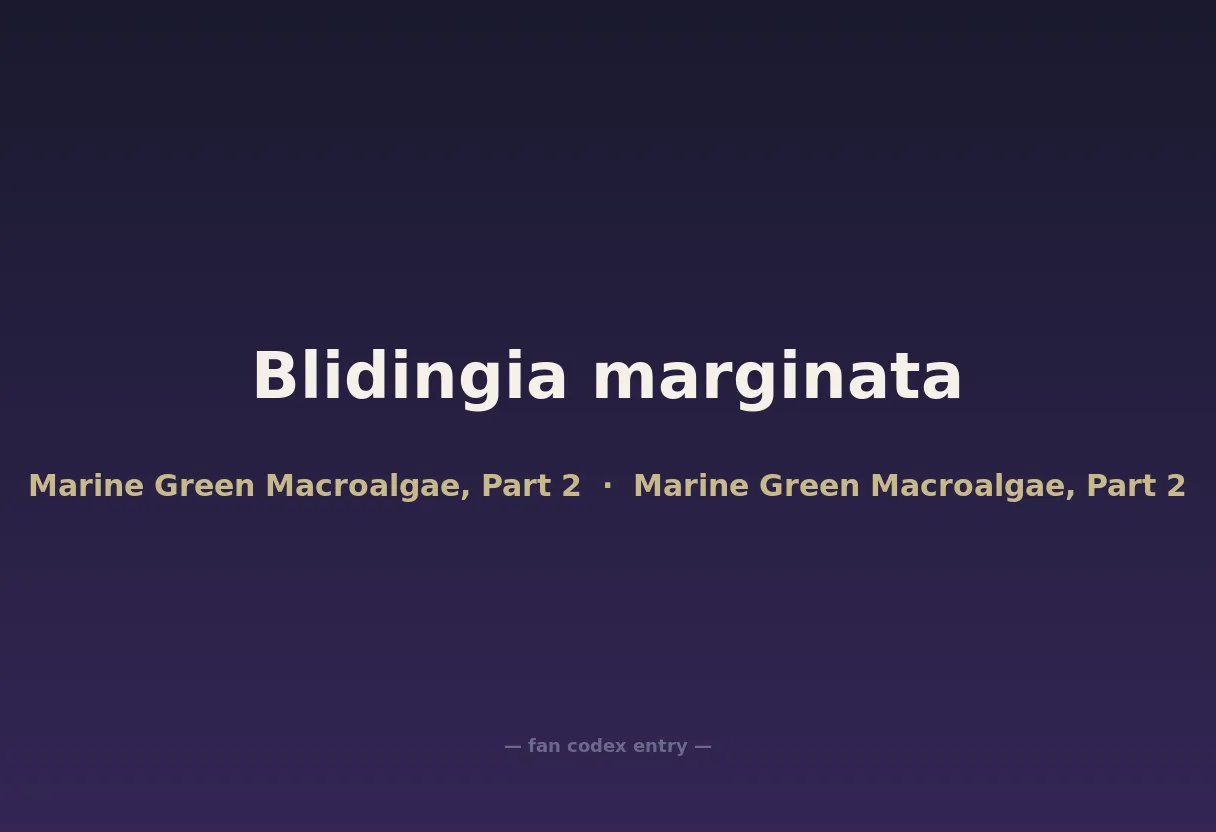 Blidingia marginata