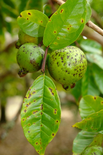 Cephaleuros virescens
