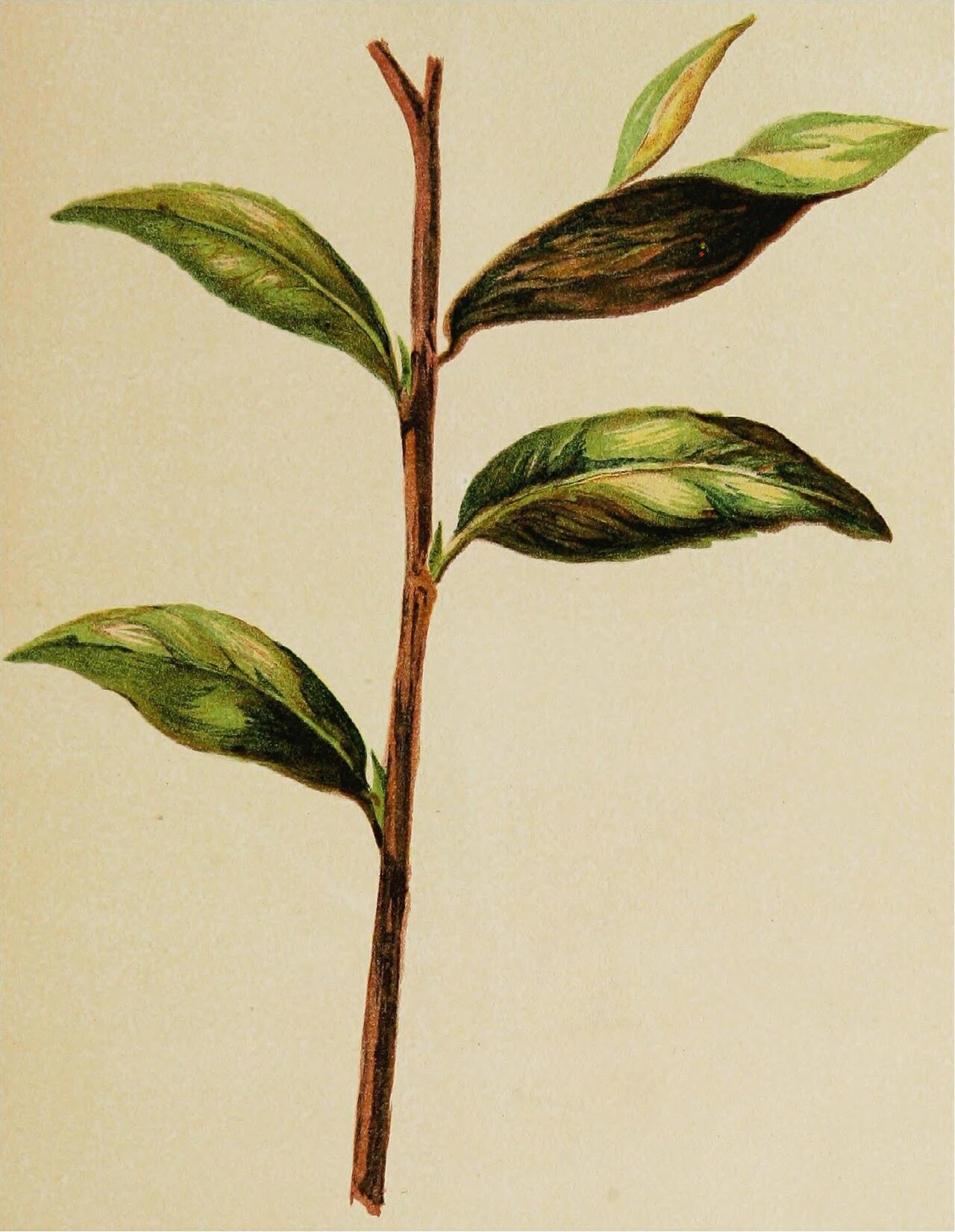 Cephaleuros virescens