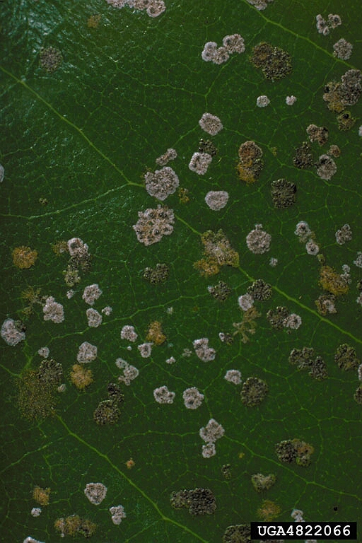 Cephaleuros virescens