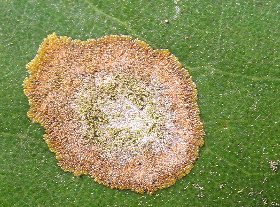 Cephaleuros virescens
