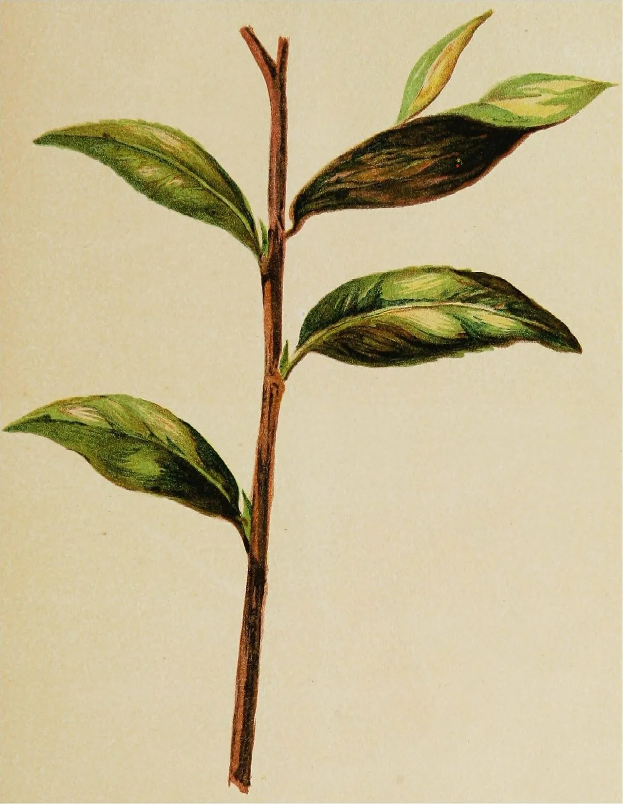 Cephaleuros virescens