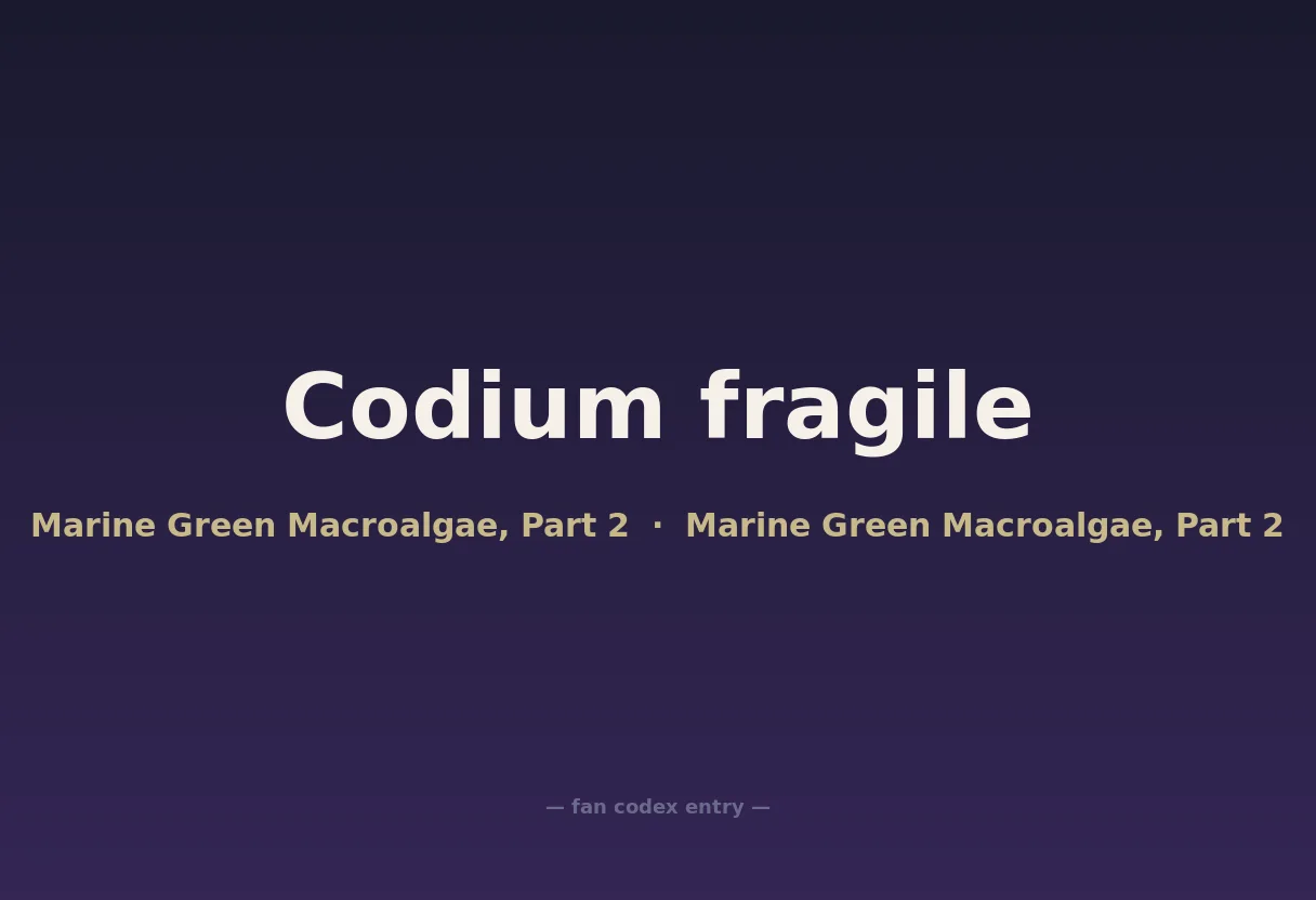 Codium fragile