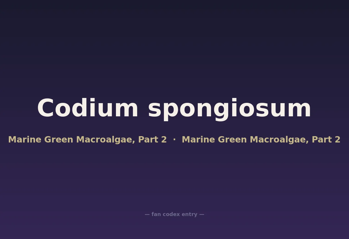 Codium spongiosum