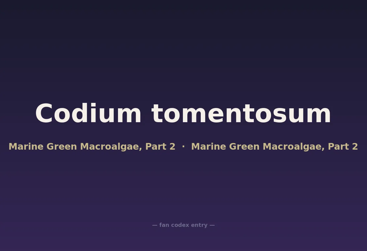 Codium tomentosum