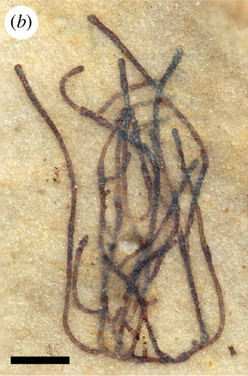 Proterocladus