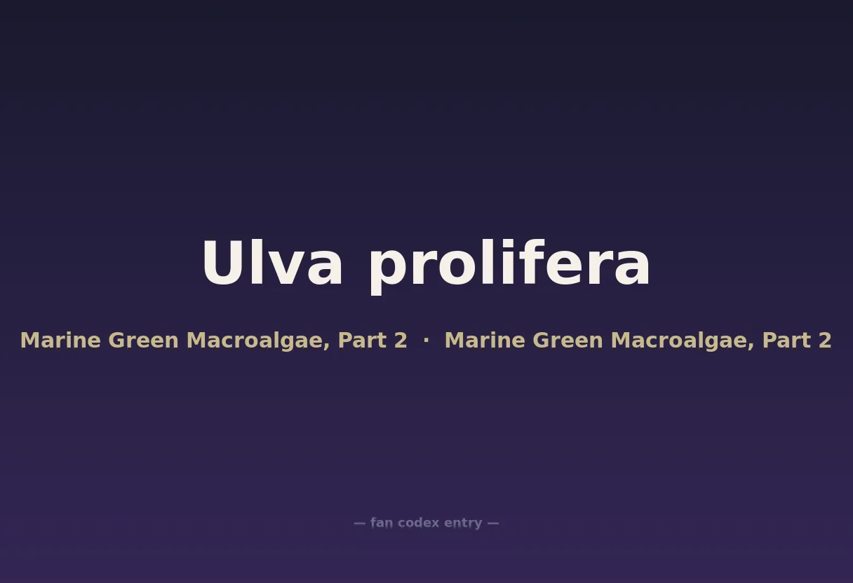 Ulva prolifera