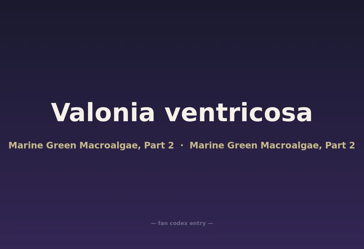 Valonia ventricosa