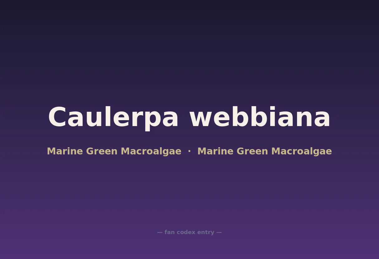 Caulerpa webbiana