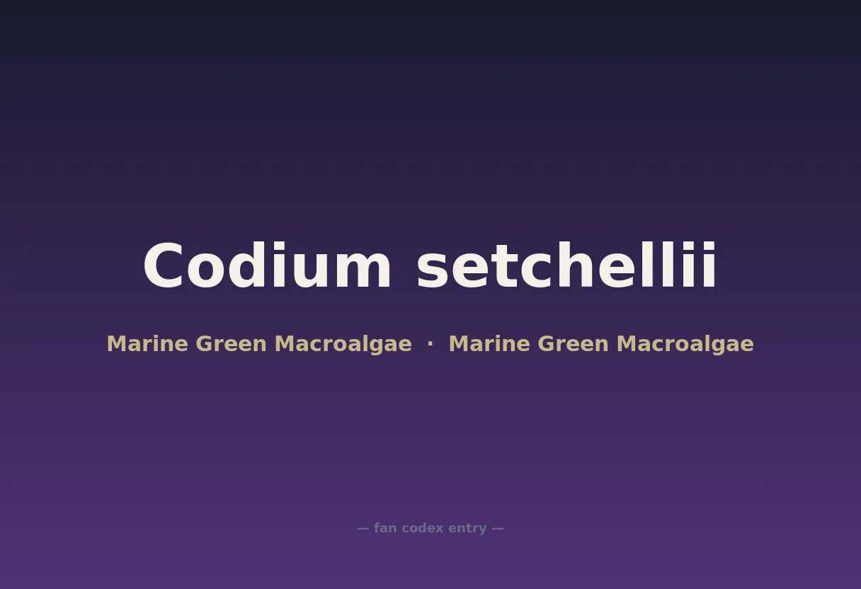 Codium setchellii