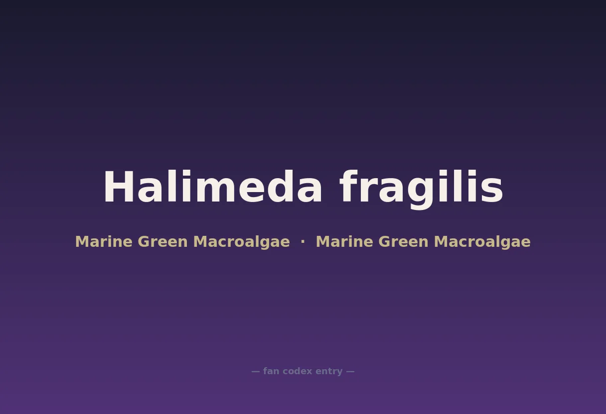 Halimeda fragilis