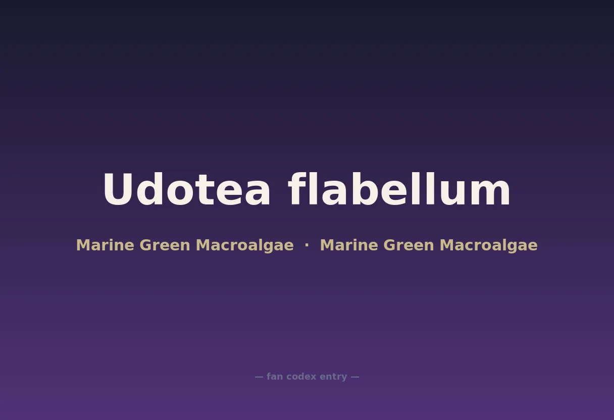 Udotea flabellum