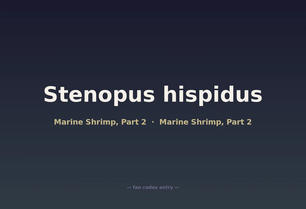 Stenopus hispidus
