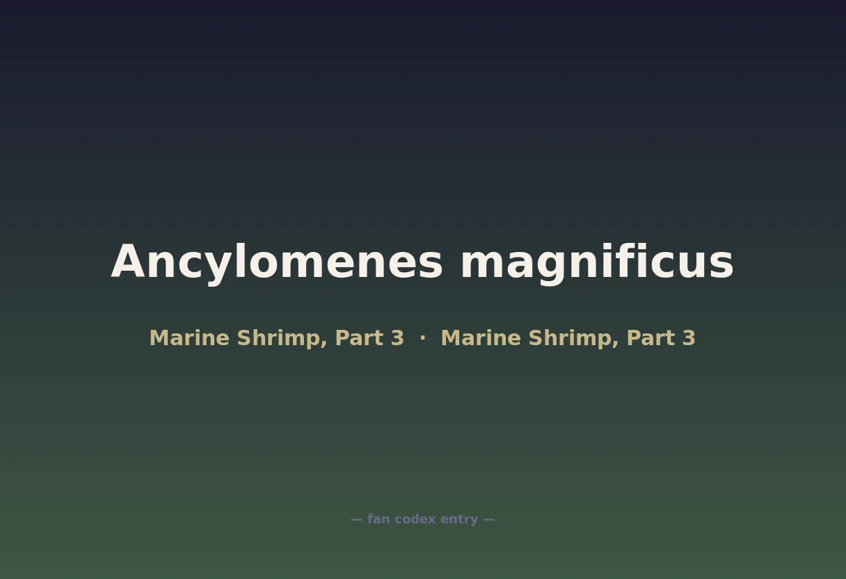 Ancylomenes magnificus