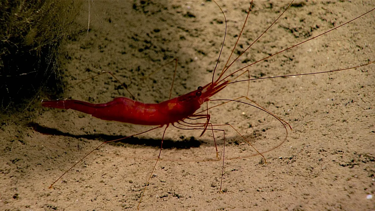 Nematocarcinus