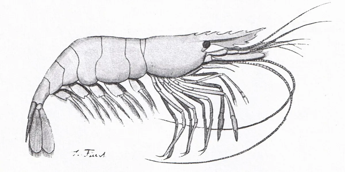 Palaemon adspersus