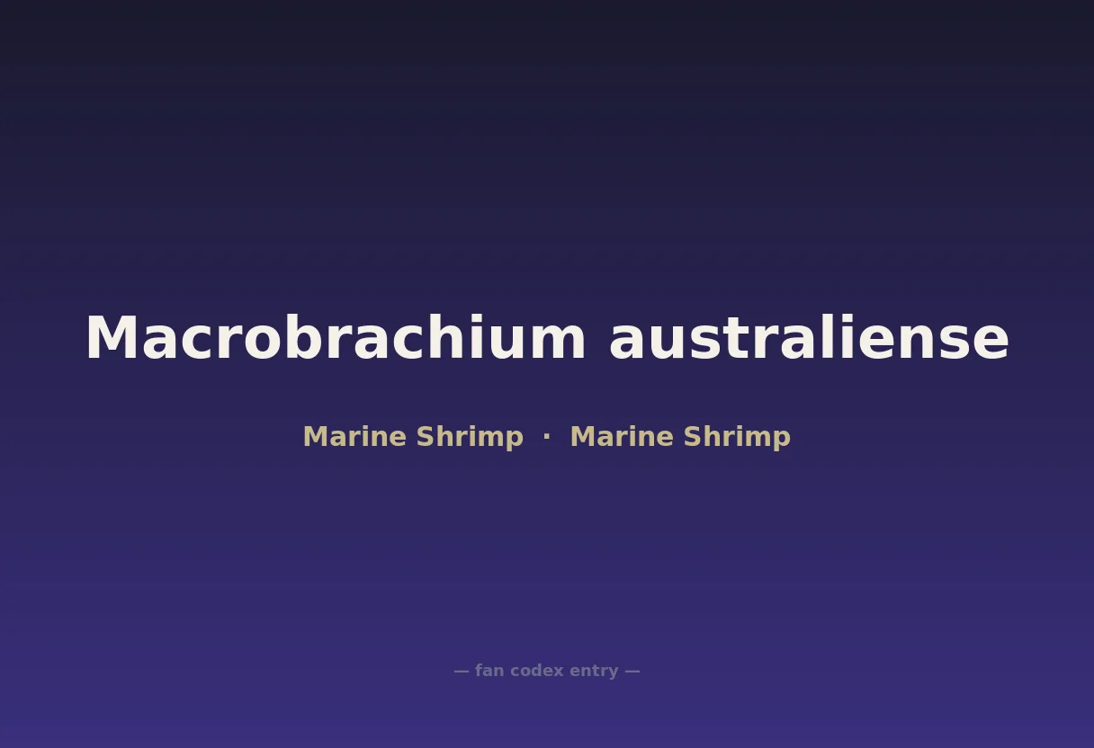 Macrobrachium australiense